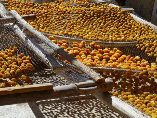 Iran-Kang-plums-drying